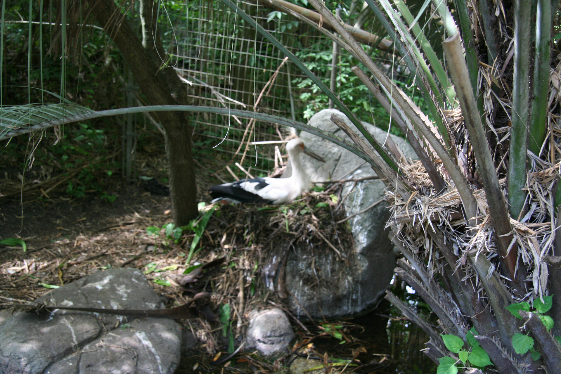 Ein südamerikanischer Maguaristorch auf seinem Nest / A South American maguari stork on its nest